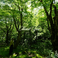 花貫渓谷 -Hananuki Gorge- さくら公園の清流と鳥の声【自然音】