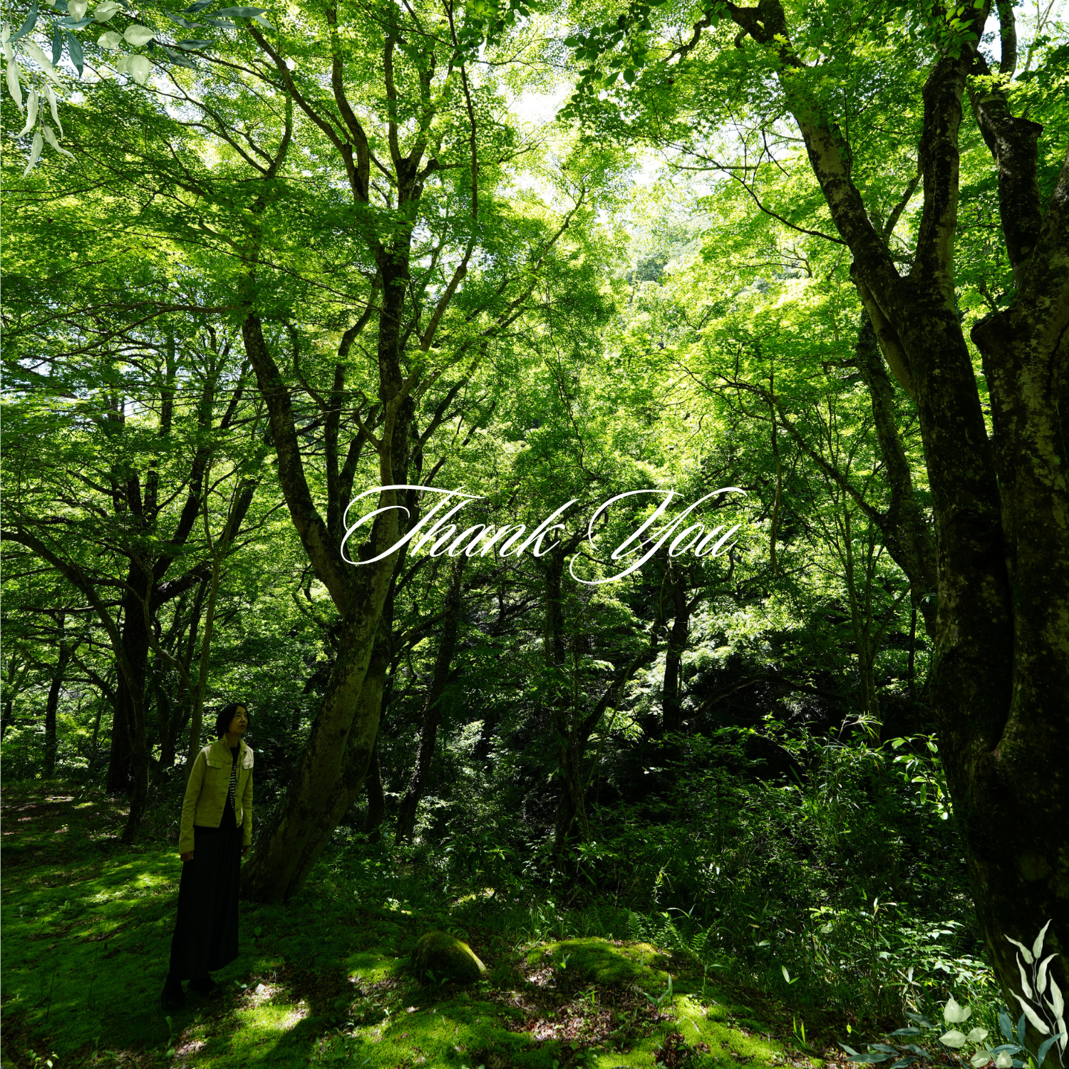 花貫渓谷 -Hananuki Gorge- さくら公園の清流と鳥の声【自然音】
