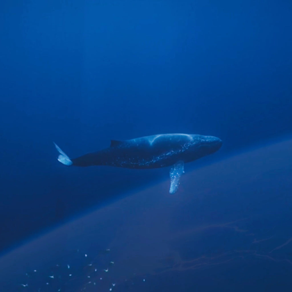 Whale at 52Hz | 52Hzのクジラ